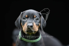 Doberman Pinscher