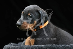 Doberman Pinscher