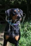 Doberman Pinscher