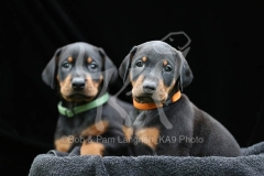 Doberman Pinscher