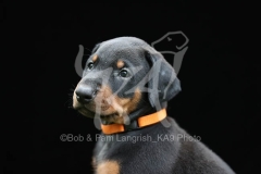 Doberman Pinscher