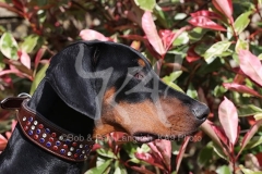 Doberman Pinscher