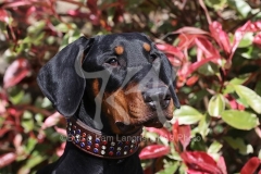 Doberman Pinscher