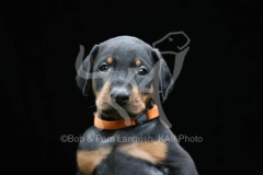 Doberman Pinscher