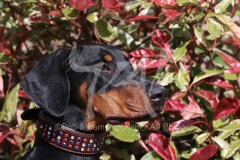 Doberman Pinscher