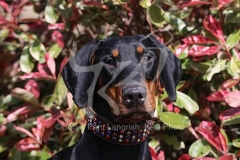 Doberman Pinscher