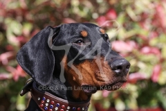 Doberman Pinscher
