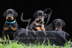 Doberman Pinscher