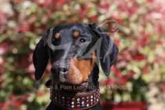 Doberman Pinscher