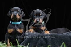 Doberman Pinscher
