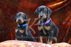 Doberman Pinscher
