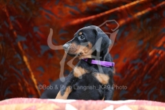 Doberman Pinscher