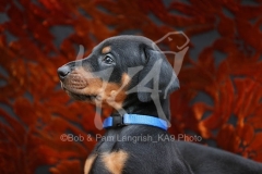 Doberman Pinscher