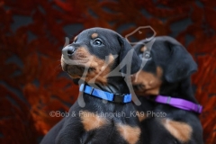 Doberman Pinscher