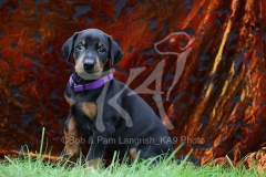 Doberman Pinscher