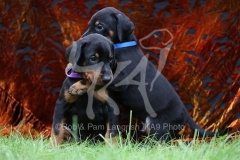 Doberman Pinscher