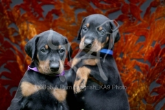 Doberman Pinscher