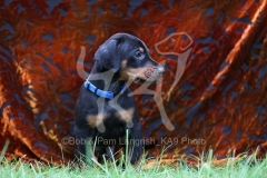 Doberman Pinscher