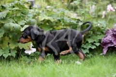 Doberman Pinscher