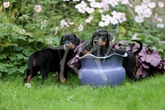 Doberman Pinscher