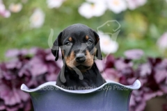 Doberman Pinscher
