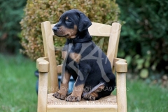 Doberman Pinscher