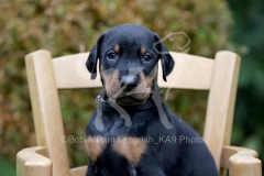 Doberman Pinscher