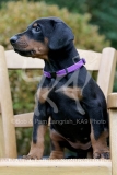 Doberman Pinscher