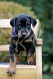 Doberman Pinscher