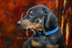 Doberman Pinscher
