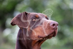Doberman Pinscher