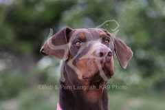Doberman Pinscher