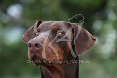 Doberman Pinscher
