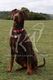 Doberman Pinscher