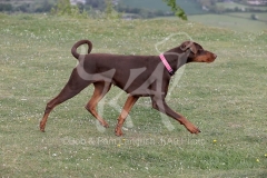 Doberman Pinscher