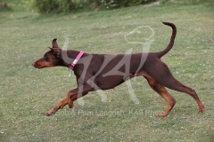 Doberman Pinscher