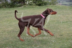 Doberman Pinscher