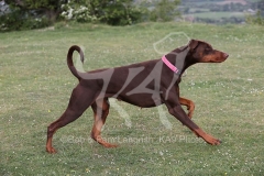 Doberman Pinscher