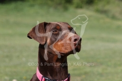 Doberman Pinscher