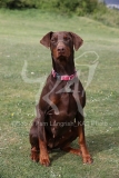 Doberman Pinscher