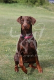 Doberman Pinscher
