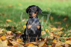 Doberman Pinscher