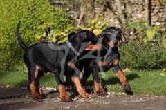 Doberman Pinscher