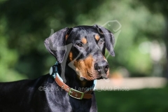 Doberman Pinscher