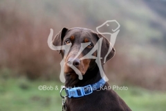 Doberman Pinscher