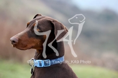 Doberman Pinscher