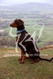 Doberman Pinscher