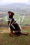 Doberman Pinscher