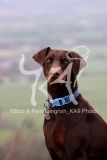 Doberman Pinscher