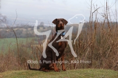 Doberman Pinscher